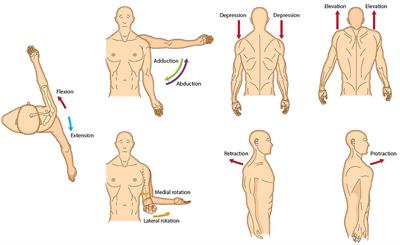 A practical guide to botulinum neurotoxin treatment of shoulder spasticity 1: Anatomy, physiology, and goal setting